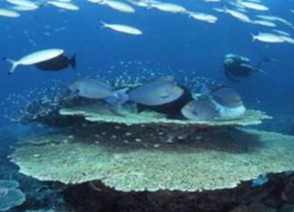 Deep Sea Divers Den - Tourism Gold Coast 2