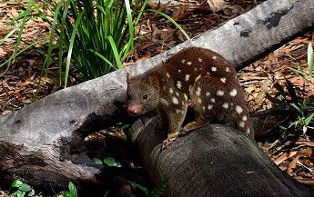 Hartley's Crocodile Adventures - Tourism Gold Coast 3