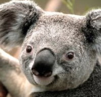 Wildlife Habitat - Gold Coast