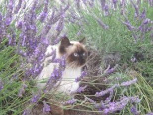 Aloomba Lavender - Tourism Gold Coast 2