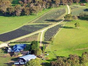 Aloomba Lavender - Tourism Gold Coast 3