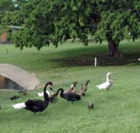 Anzac Park and Ululah Lagoon - Tourism Gold Coast