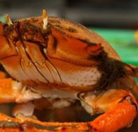 River Cottage Restaurant - Tourism Gold Coast