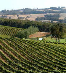 Brookhampton Estate Vineyard - Tourism Gold Coast 1