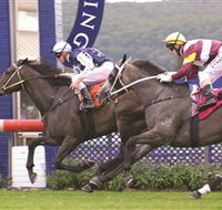 Gosford Race Club - Tourism Gold Coast