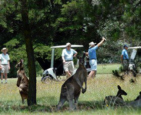 Glen Innes NSW Tourism Gold Coast