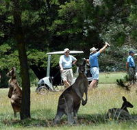 Glen Innes Golf Club - Tourism Gold Coast