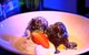 Bistro Papillon - thumb 0