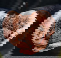 A Taste of Truffles - Tourism Gold Coast