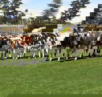 Brighton Show - Tourism Gold Coast