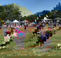 Dogs in the Park Orange - Tourism Gold Coast