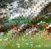 Farmgate Festival - Tourism Gold Coast