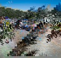 JetBlack Wild Wombat MTB Challenge - Tourism Gold Coast