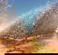 Mallee Almond Blossom Festival - Tourism Gold Coast