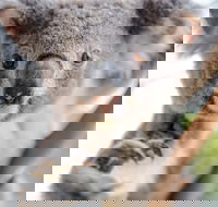 Meet the Stars of the Livestreams - Tourism Gold Coast