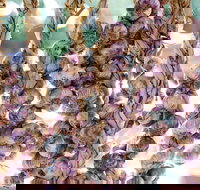 Meeniyan Garlic Festival - Tourism Gold Coast