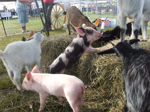 Primex Field Days - Tourism Gold Coast 2