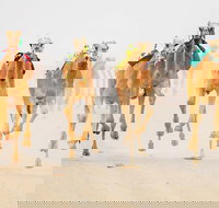 The Quirindi Camel Cup - Gold Coast