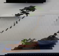 Wauchope Bonsai Workshop Group - Tourism Gold Coast