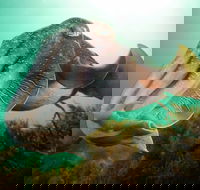 Whyalla Maritime Museum - Cuttlefish Capers - Tourism Gold Coast