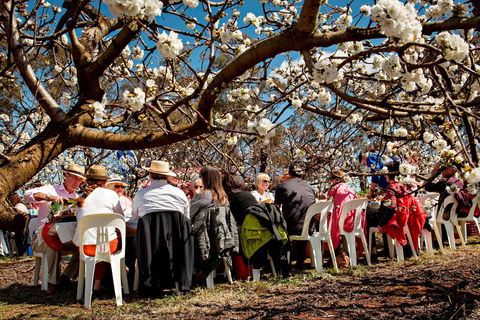 Young Cherry Blossom Long Lazy Lunch - Tourism Gold Coast 0