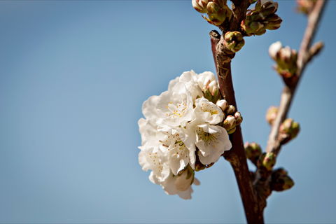 Young Cherry Blossom Long Lazy Lunch - Tourism Gold Coast 1