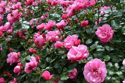 2020 Woolmers Estate Festival Of Roses - Tourism Gold Coast 0
