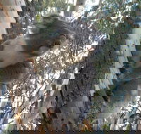 Annual Koala Count - Tourism Gold Coast