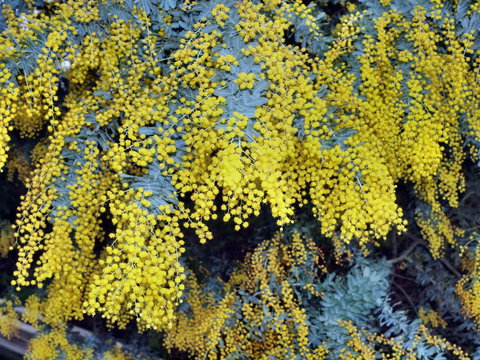 Australian Wattle Day @ The Old Bus Depot Markets - Tourism Gold Coast 0