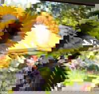 Blackville Arts and Market Day - Gold Coast