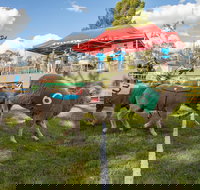 Caragabal Sheep Races - Tourism Gold Coast