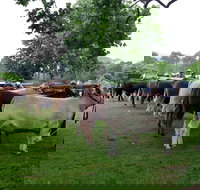 Dorrigo Agricultural Show - Tourism Gold Coast