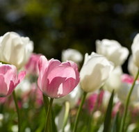 Floriade Reimagined - Tourism Gold Coast