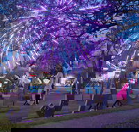 Grafton Jacaranda Festival - Tourism Gold Coast
