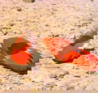 Let's Dance Carinda David Bowie Tribute Festival - Tourism Gold Coast