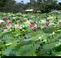 Lotus Flower Season - Tourism Gold Coast