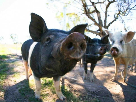 Mudgee Farm Walks - Tourism Gold Coast 0
