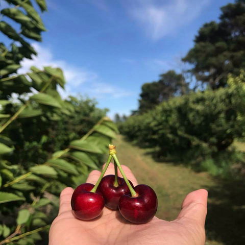 National Cherry Festival - Tourism Gold Coast 0