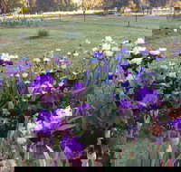 Riverina Iris Farm Open Garden and Iris Display - Tourism Gold Coast