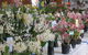 Sapphire Coast Orchid Club Spring Orchid Show - thumb 0