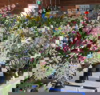 Sapphire Coast Orchid Club Spring Orchid Show - Tourism Gold Coast