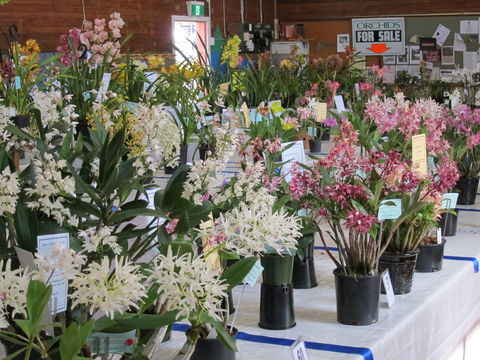 Sapphire Coast Orchid Club Spring Orchid Show - Tourism Gold Coast 0