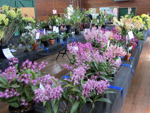 Sapphire Coast Orchid Club Spring Orchid Show - Tourism Gold Coast 1