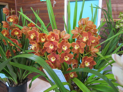 Sapphire Coast Orchid Club Spring Orchid Show - Tourism Gold Coast 2