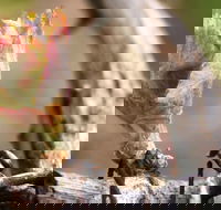 Spring Seasonal Lunch - Gold Coast