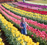 Tesselaar Tulip Festival - Tourism Gold Coast