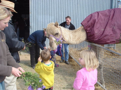Wangaratta Show - Tourism Gold Coast 1