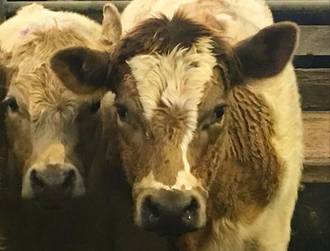 Wangaratta Show - Tourism Gold Coast 2