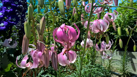 Burnie Lilium Show - Tourism Gold Coast 1