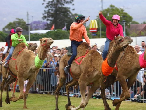 Camel Races At Penrith Paceway - Tourism Gold Coast 0